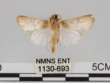 中文名:斜紋夜蛾(1130-693)學名:Spodoptera litura (Fabricius, 1775)(1130-693)