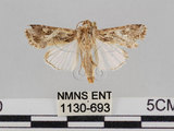 中文名:斜紋夜蛾(1130-693)學名:Spodoptera litura (Fabricius, 1775)(1130-693)