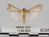 中文名:斜紋夜蛾(1130-669)學名:Spodoptera litura (Fabricius, 1775)(1130-669)