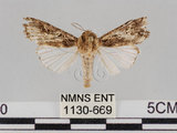 中文名:斜紋夜蛾(1130-669)學名:Spodoptera litura (Fabricius, 1775)(1130-669)