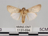 中文名:斜紋夜蛾(1131-694)學名:Spodoptera litura (Fabricius, 1775)(1131-694)