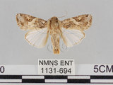 中文名:斜紋夜蛾(1131-694)學名:Spodoptera litura (Fabricius, 1775)(1131-694)