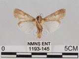 中文名:斜紋夜蛾(1193-145)學名:Spodoptera litura (Fabricius, 1775)(1193-145)