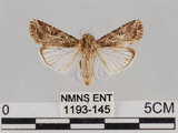 中文名:斜紋夜蛾(1193-145)學名:Spodoptera litura (Fabricius, 1775)(1193-145)