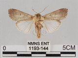 中文名:斜紋夜蛾(1193-144)學名:Spodoptera litura (Fabricius, 1775)(1193-144)