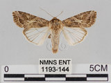 中文名:斜紋夜蛾(1193-144)學名:Spodoptera litura (Fabricius, 1775)(1193-144)