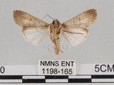 中文名:斜紋夜蛾(1198-165)學名:Spodoptera litura (Fabricius, 1775)(1198-165)