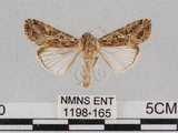 中文名:斜紋夜蛾(1198-165)學名:Spodoptera litura (Fabricius, 1775)(1198-165)