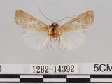 中文名:斜紋夜蛾(1282-14392)學名:Spodoptera litura (Fabricius, 1775)(1282-14392)