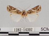 中文名:斜紋夜蛾(1282-14392)學名:Spodoptera litura (Fabricius, 1775)(1282-14392)