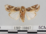 中文名:斜紋夜蛾(1282-10867)學名:Spodoptera litura (Fabricius, 1775)(1282-10867)