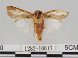 中文名:斜紋夜蛾(1282-10817)學名:Spodoptera litura (Fabricius, 1775)(1282-10817)