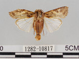 中文名:斜紋夜蛾(1282-10817)學名:Spodoptera litura (Fabricius, 1775)(1282-10817)