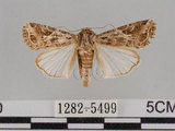 中文名:斜紋夜蛾(1282-5499)學名:Spodoptera litura (Fabricius, 1775)(1282-5499)