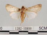 中文名:斜紋夜蛾(1282-10890)學名:Spodoptera litura (Fabricius, 1775)(1282-10890)