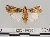 中文名:斜紋夜蛾(1282-10890)學名:Spodoptera litura (Fabricius, 1775)(1282-10890)
