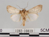 中文名:斜紋夜蛾(1282-10819)學名:Spodoptera litura (Fabricius, 1775)(1282-10819)