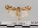 中文名:斜紋夜蛾(1282-10819)學名:Spodoptera litura (Fabricius, 1775)(1282-10819)
