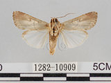 中文名:斜紋夜蛾(1282-10909)學名:Spodoptera litura (Fabricius, 1775)(1282-10909)