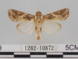中文名:斜紋夜蛾(1282-10872)學名:Spodoptera litura (Fabricius, 1775)(1282-10872)