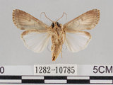 中文名:斜紋夜蛾(1282-10785)學名:Spodoptera litura (Fabricius, 1775)(1282-10785)