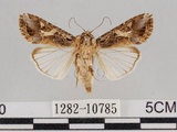 中文名:斜紋夜蛾(1282-10785)學名:Spodoptera litura (Fabricius, 1775)(1282-10785)