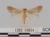 中文名:斜紋夜蛾(1282-10834)學名:Spodoptera litura (Fabricius, 1775)(1282-10834)