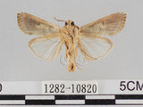 中文名:斜紋夜蛾(1282-10820)學名:Spodoptera litura (Fabricius, 1775)(1282-10820)