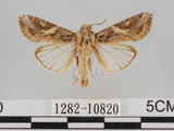 中文名:斜紋夜蛾(1282-10820)學名:Spodoptera litura (Fabricius, 1775)(1282-10820)