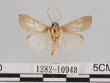 中文名:斜紋夜蛾(1282-10948)學名:Spodoptera litura (Fabricius, 1775)(1282-10948)