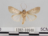 中文名:斜紋夜蛾(1282-10948)學名:Spodoptera litura (Fabricius, 1775)(1282-10948)