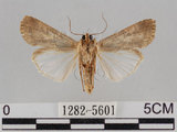 中文名:斜紋夜蛾(1282-5601)學名:Spodoptera litura (Fabricius, 1775)(1282-5601)