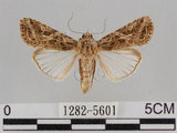 中文名:斜紋夜蛾(1282-5601)學名:Spodoptera litura (Fabricius, 1775)(1282-5601)