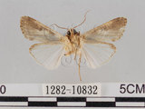 中文名:斜紋夜蛾(1282-10832)學名:Spodoptera litura (Fabricius, 1775)(1282-10832)