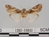 中文名:斜紋夜蛾(1282-10832)學名:Spodoptera litura (Fabricius, 1775)(1282-10832)