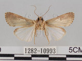 中文名:斜紋夜蛾(1282-10993)學名:Spodoptera litura (Fabricius, 1775)(1282-10993)