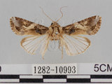 中文名:斜紋夜蛾(1282-10993)學名:Spodoptera litura (Fabricius, 1775)(1282-10993)