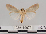 中文名:斜紋夜蛾(1282-10972)學名:Spodoptera litura (Fabricius, 1775)(1282-10972)