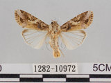 中文名:斜紋夜蛾(1282-10972)學名:Spodoptera litura (Fabricius, 1775)(1282-10972)