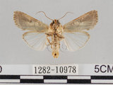 中文名:斜紋夜蛾(1282-10978)學名:Spodoptera litura (Fabricius, 1775)(1282-10978)