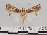 中文名:斜紋夜蛾(1282-10978)學名:Spodoptera litura (Fabricius, 1775)(1282-10978)