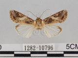 中文名:斜紋夜蛾(1282-10796)學名:Spodoptera litura (Fabricius, 1775)(1282-10796)