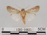 中文名:斜紋夜蛾(1282-10825)學名:Spodoptera litura (Fabricius, 1775)(1282-10825)