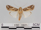 中文名:斜紋夜蛾(1282-10825)學名:Spodoptera litura (Fabricius, 1775)(1282-10825)