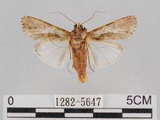 中文名:斜紋夜蛾(1282-5647)學名:Spodoptera litura (Fabricius, 1775)(1282-5647)