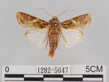 中文名:斜紋夜蛾(1282-5647)學名:Spodoptera litura (Fabricius, 1775)(1282-5647)