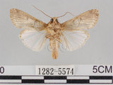 中文名:斜紋夜蛾(1282-5574)學名:Spodoptera litura (Fabricius, 1775)(1282-5574)