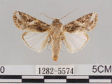 中文名:斜紋夜蛾(1282-5574)學名:Spodoptera litura (Fabricius, 1775)(1282-5574)