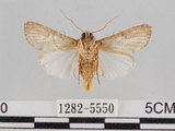 中文名:斜紋夜蛾(1282-5550)學名:Spodoptera litura (Fabricius, 1775)(1282-5550)