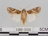 中文名:斜紋夜蛾(1282-5550)學名:Spodoptera litura (Fabricius, 1775)(1282-5550)